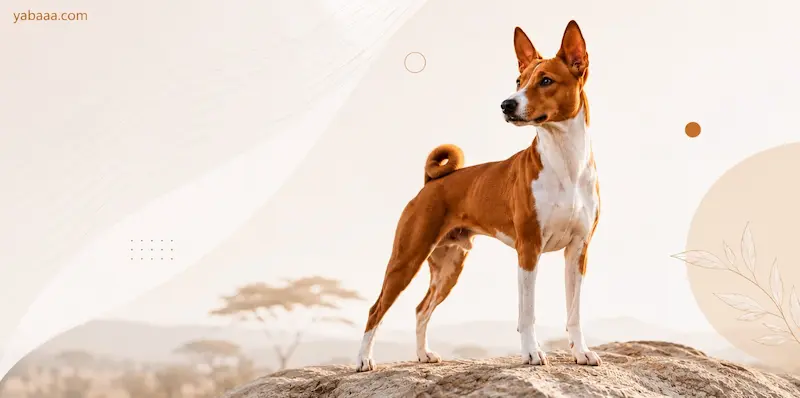 Basenji, afriška lovska pasma psa, stoji na skali z afriško pokrajino v ozadju