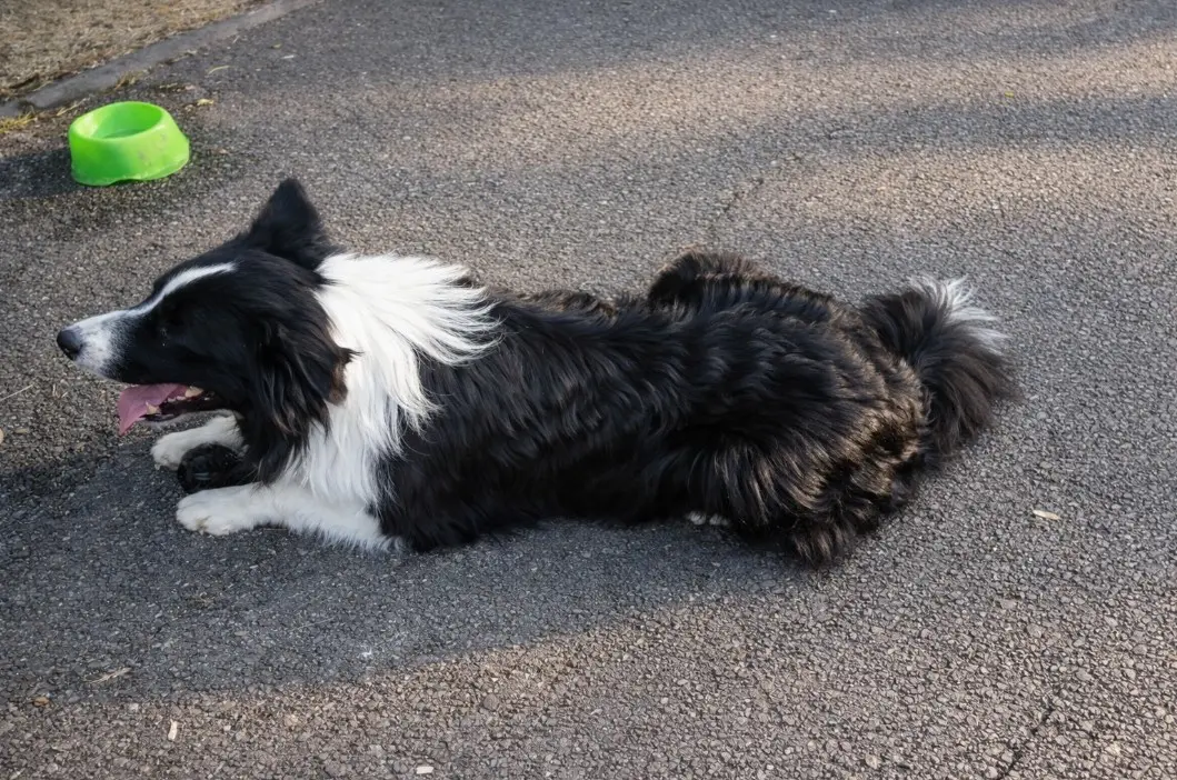 Border Collie trči po zelenoj livadi, s crno-bijelom dlakom i budnim, usredotočenim pogledom.