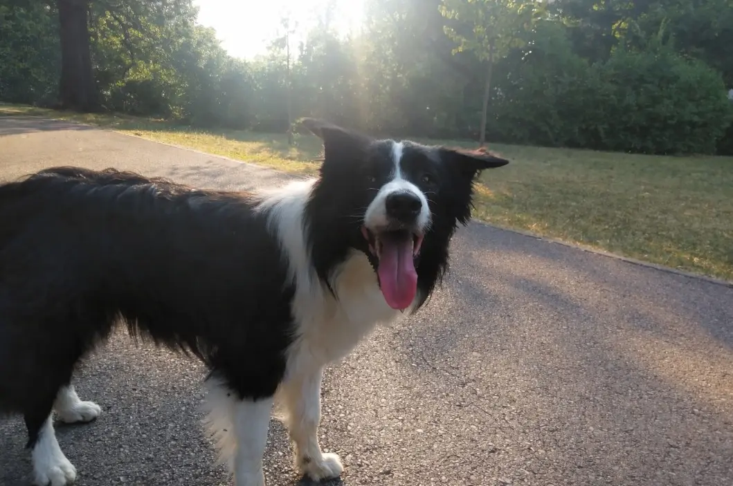 Sretan Border Collie s crno-bijelom dlakom u prirodi