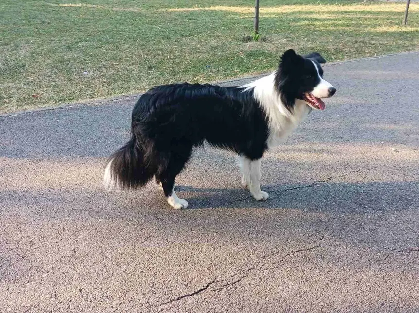 Border Collie u profilu u prirodi