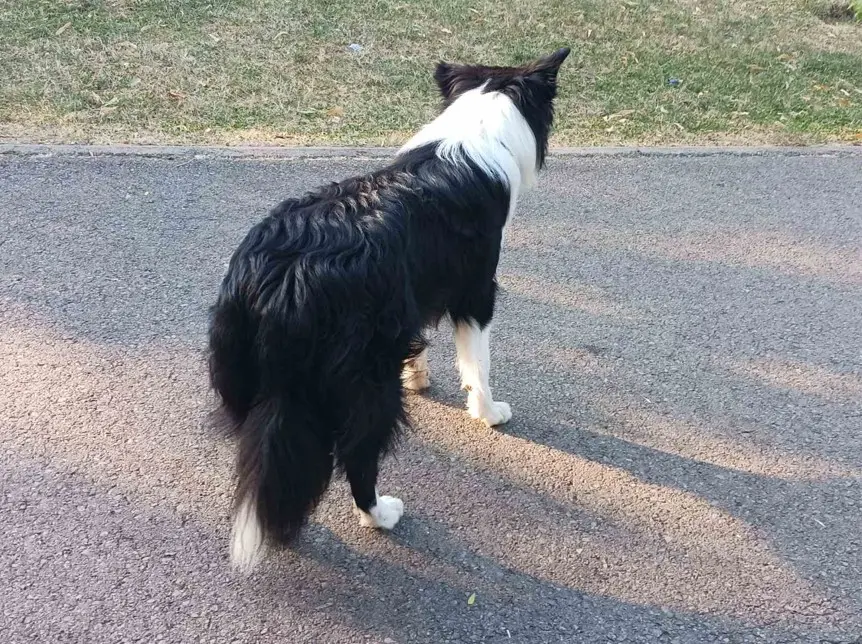 Border Collie straga, s naglašenom lijepom dlakom