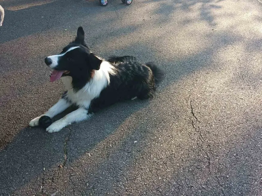 Border Collie u opuštenoj pozi na asfaltu