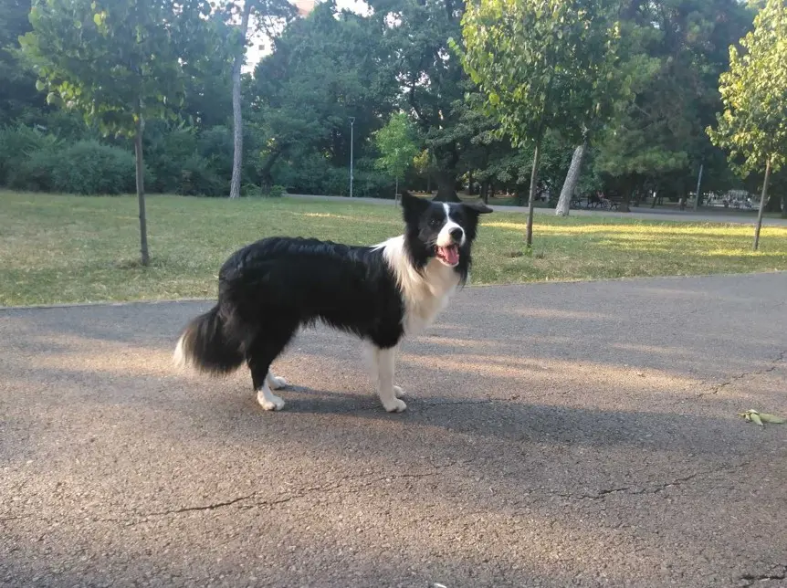 Border Collie u stavu u parkovnom okruženju