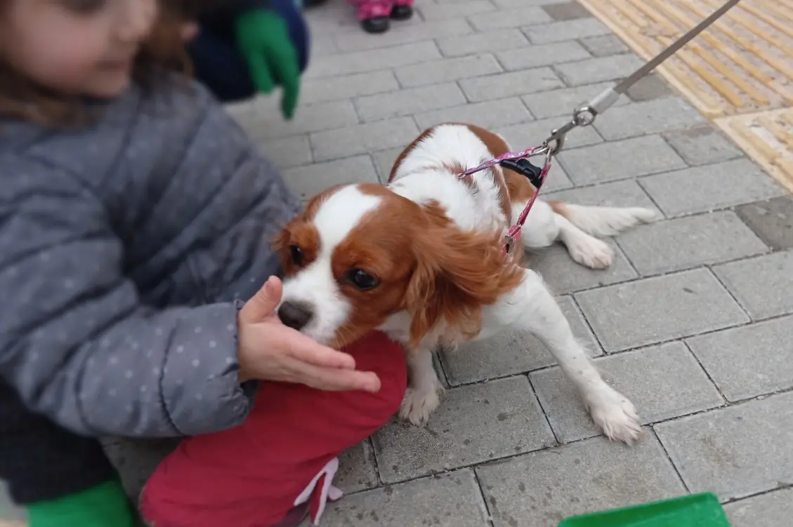 Cavalier King Charles španijel nježno se mazi s malim djetetom na otvorenom – prikaz dobrog karaktera s djecom