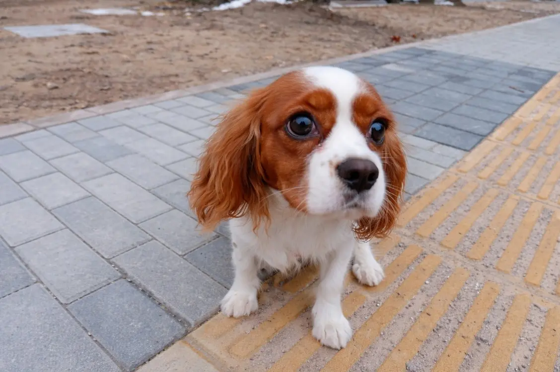 Cavalier King Charles španijel s izražajnim tamnim očima gleda prema gore s pločnika – karakterističan molećiv pogled pasmine