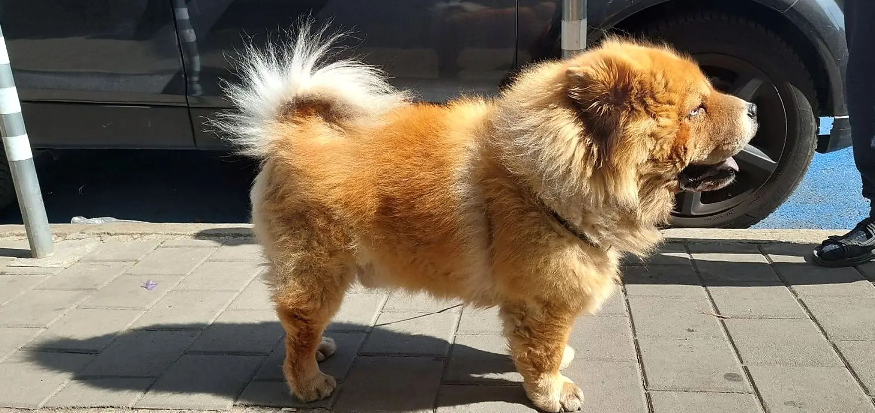 Čau čau pas u punoj veličini, bočni profil, koji prikazuje kvadratnu građu tijela i pahuljast rep na gradskoj ulici