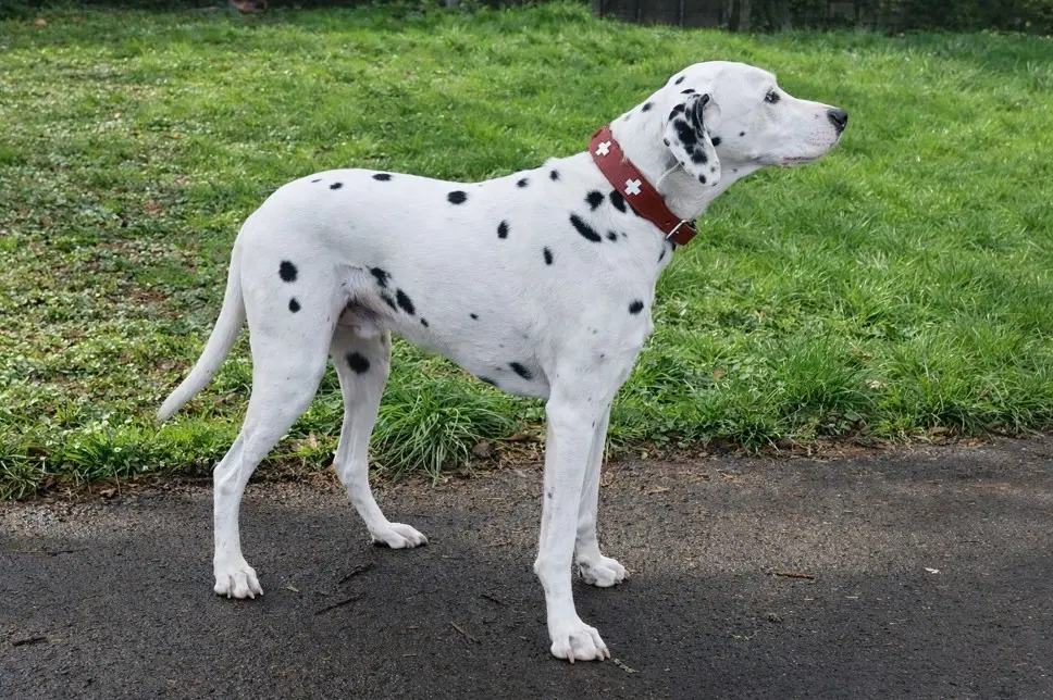 Dalmatinac u profilu