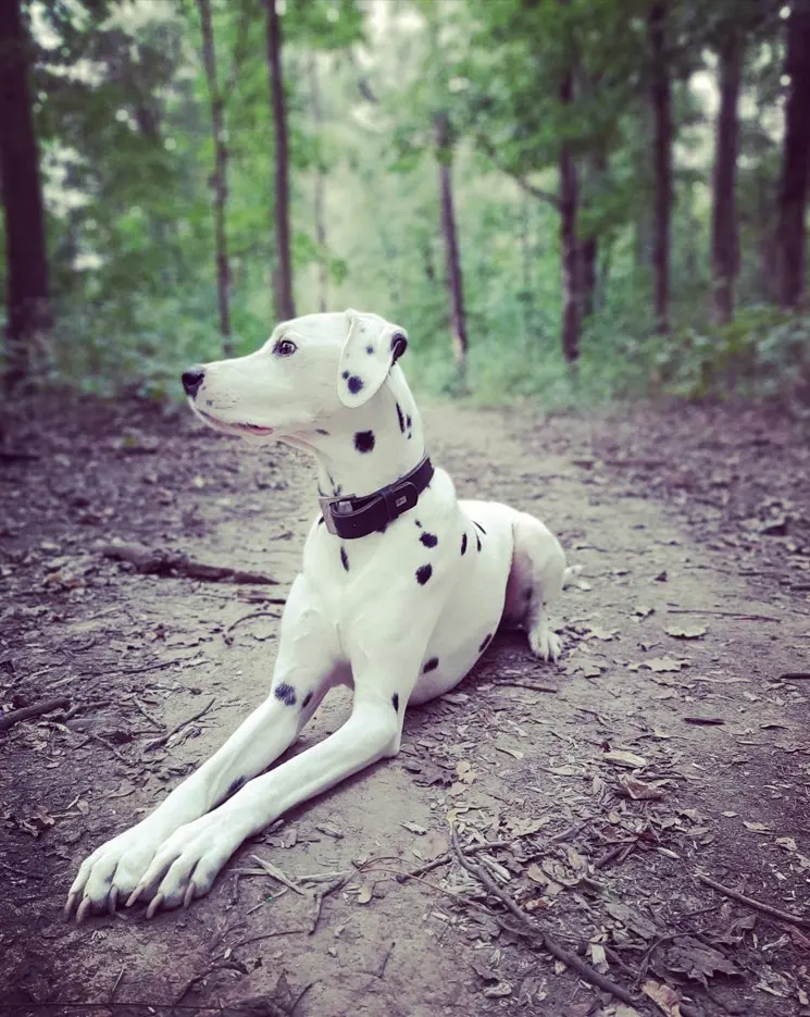 Dalmatiner slobodno trči u parku.