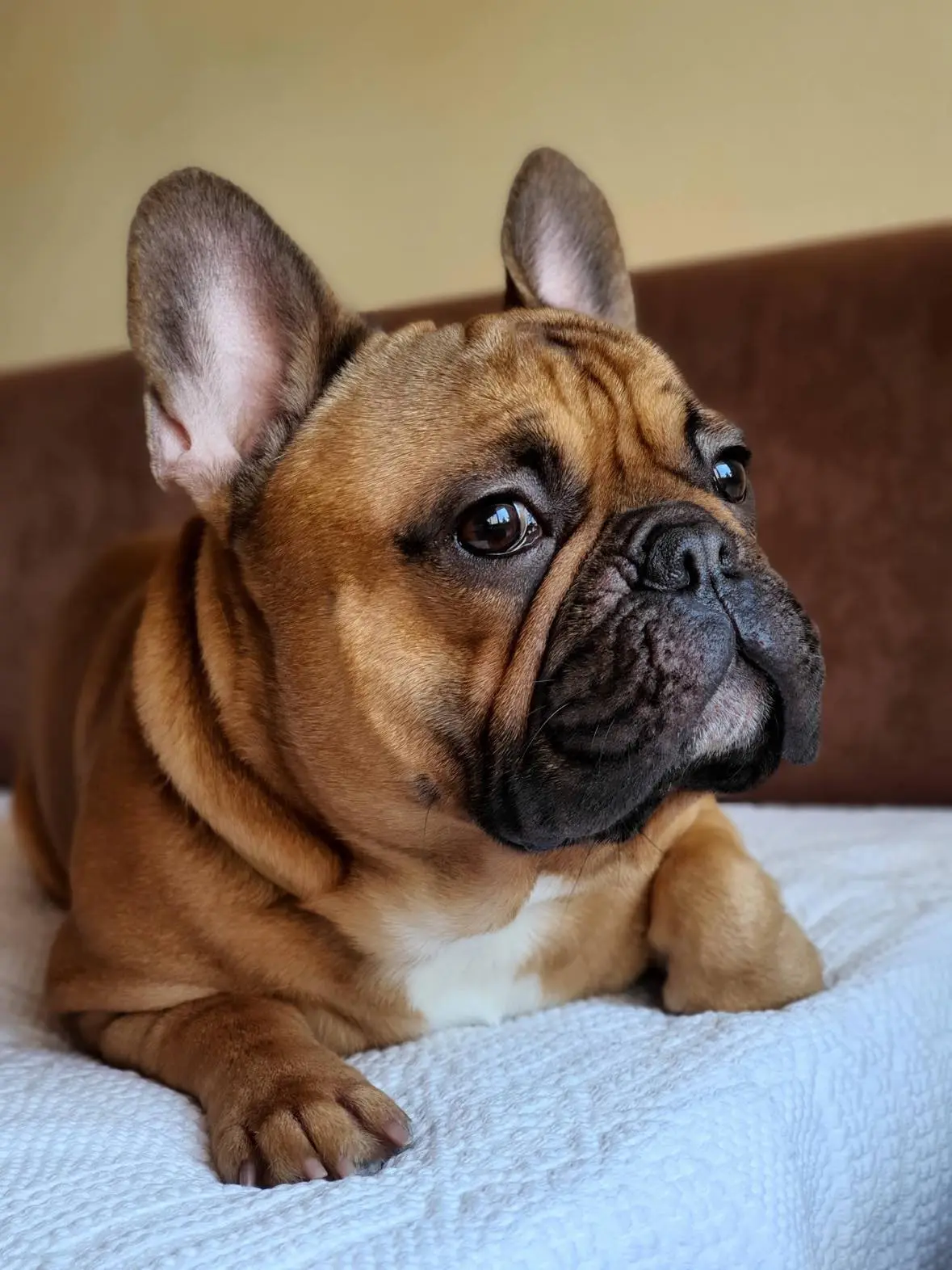 Portret francuskog buldoga