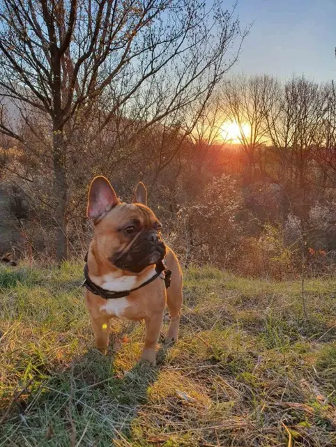 Francuski buldog sa zalaskom sunca u prirodi