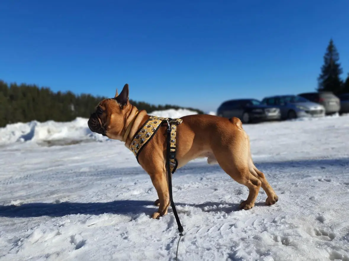 Francuski buldog razigrano trči po zelenoj travi, s kompaktnim tijelom, kratkom njuškom i uspravnim šišmišjim ušima.