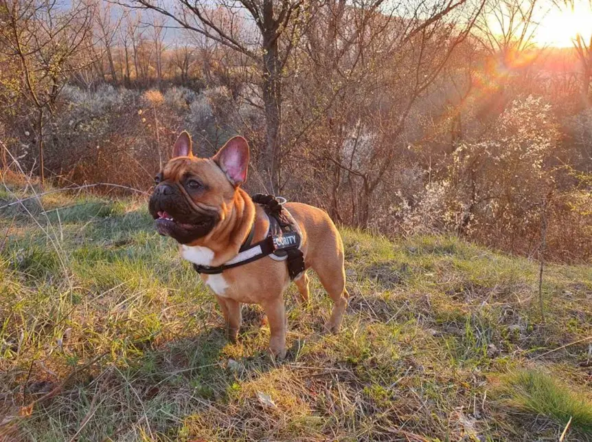Francuski buldog sa zalaskom sunca