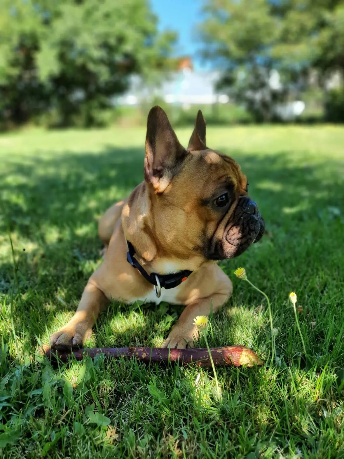 Francuski buldog s igračkom za žvakanje