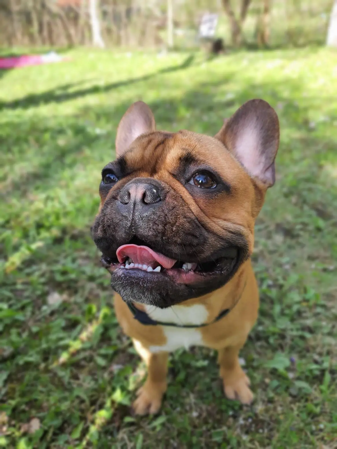 Nasmijani francuski buldog