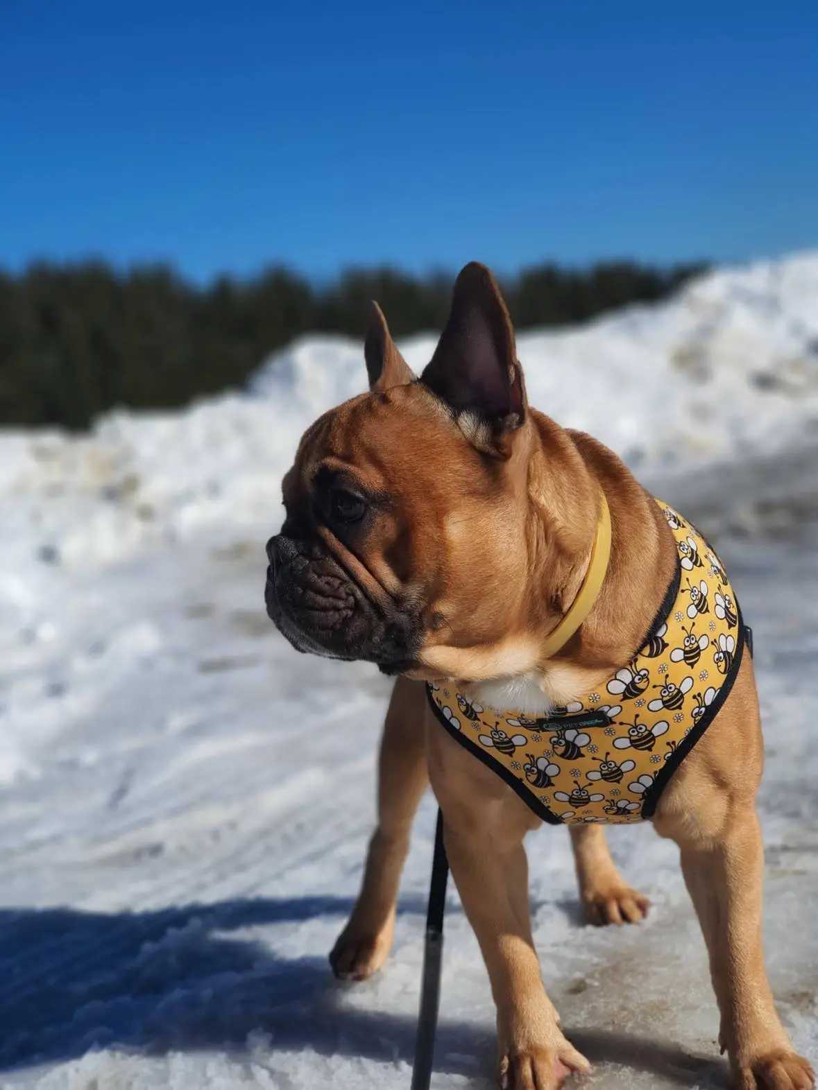 Francuski buldog u zimskom stilu