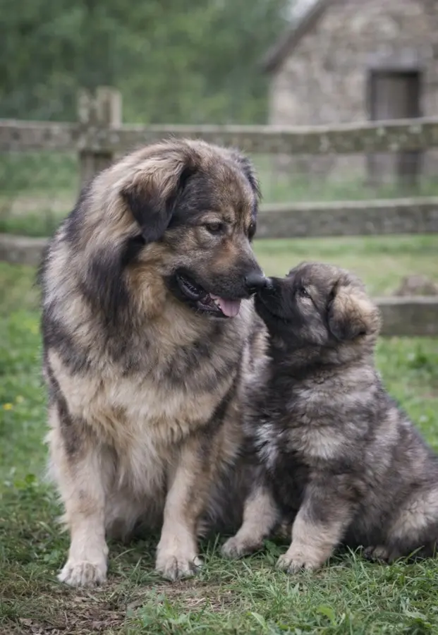 Kraški ovčar i štene – slovenska pastirska pasmina kraševec na farmi
