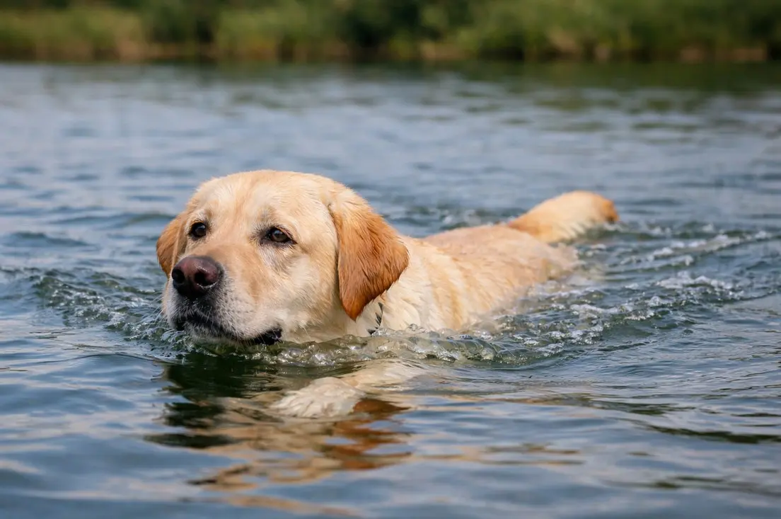 Žuti labrador retriver samouvjereno pliva u jezeru, pokazujući karakterističnu ljubav prema vodi