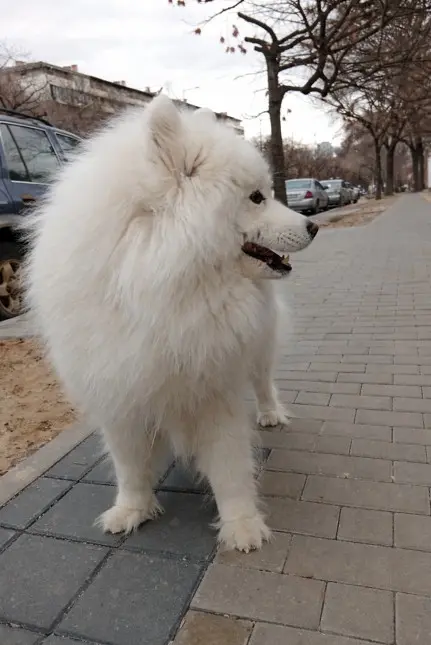 Bel puhast Samojed stoji na mestnem pločniku in kaže svoj značilen videz z gosto dlako in nasmehom