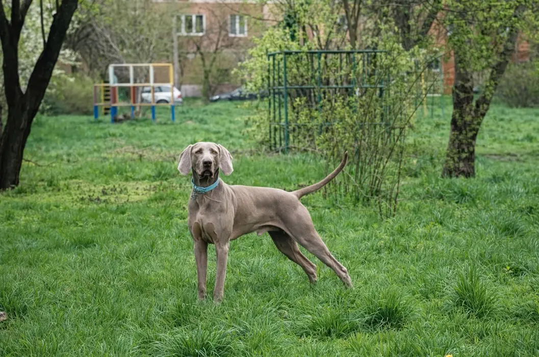 Vajmarski ptičar s kratkom srebrno-sivom dlakom mirno gleda u stranu na otvorenom.