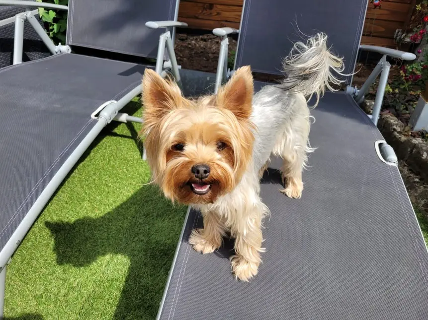 Jorkširski terijer veselo trči po zelenoj travi, s podignutim ušima i sjajnom dlakom.