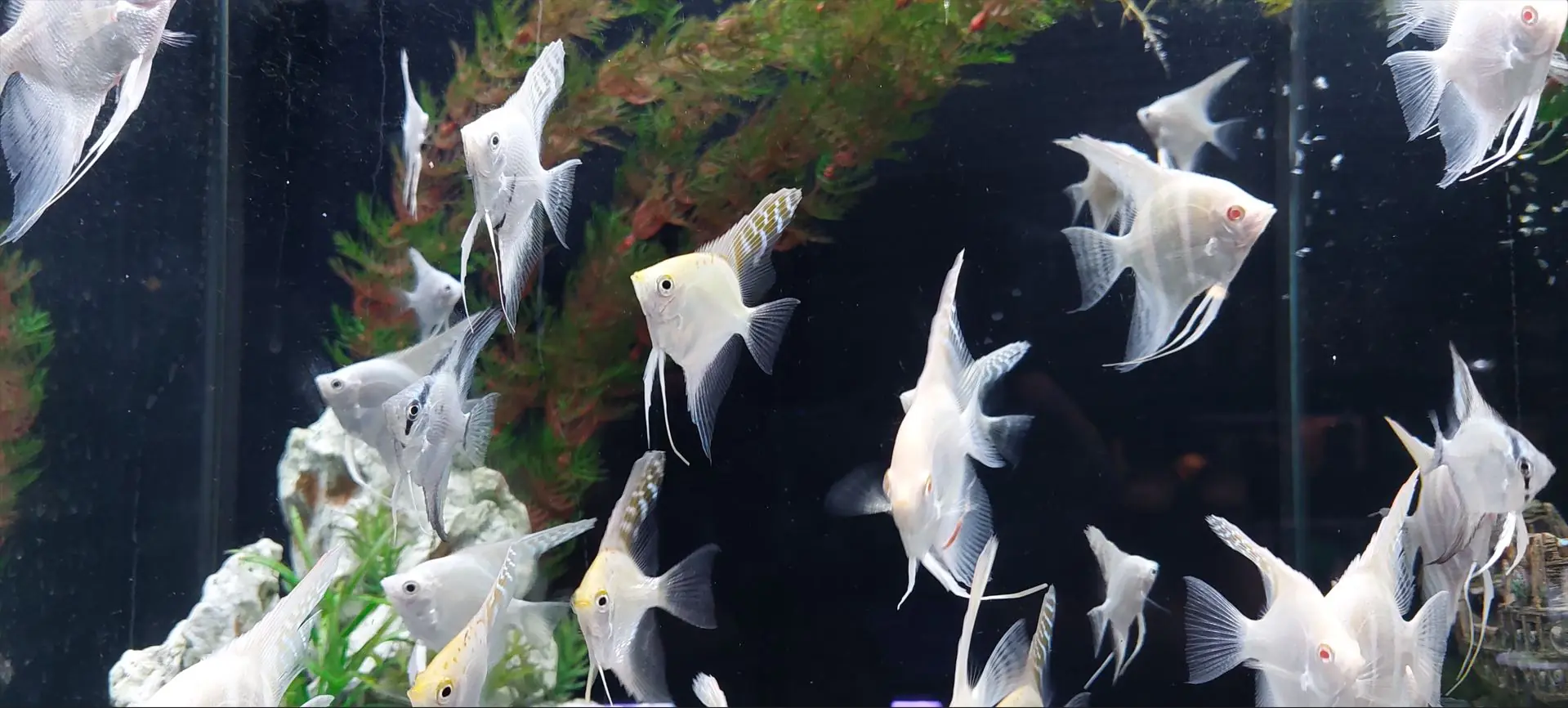 Različite vrste lijepih ukrasnih riba u zajedničkom akvariju