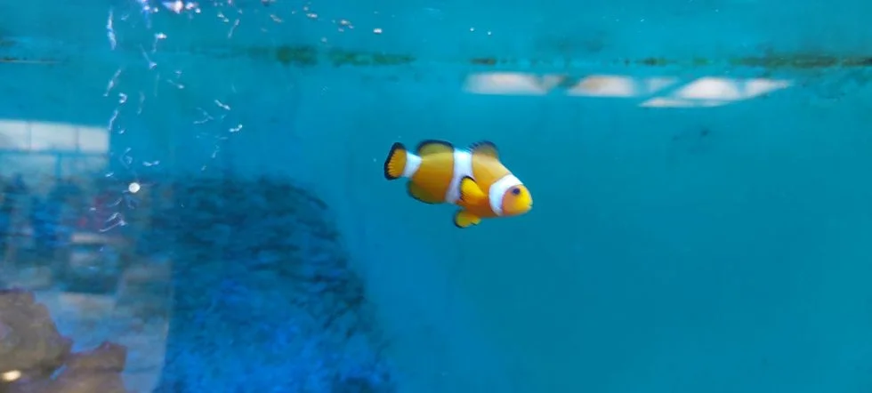 Riba klaun pliva među morskim anemonama u akvariju