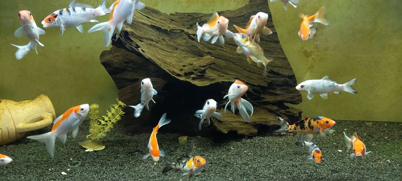 Večbarvne zlate ribice v akvariju