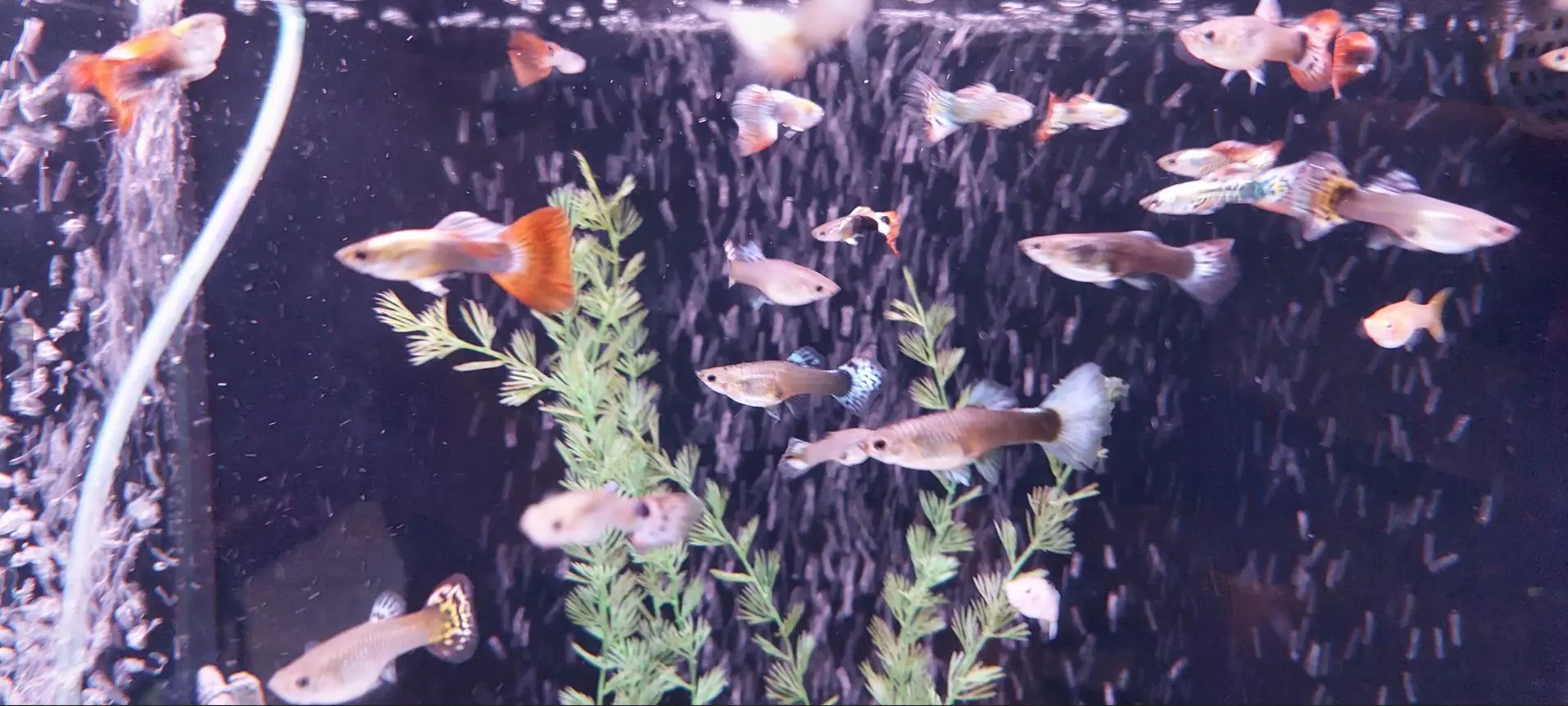 Mnoge gupije u akvariju s pumpom za kisik i vodenim biljkama