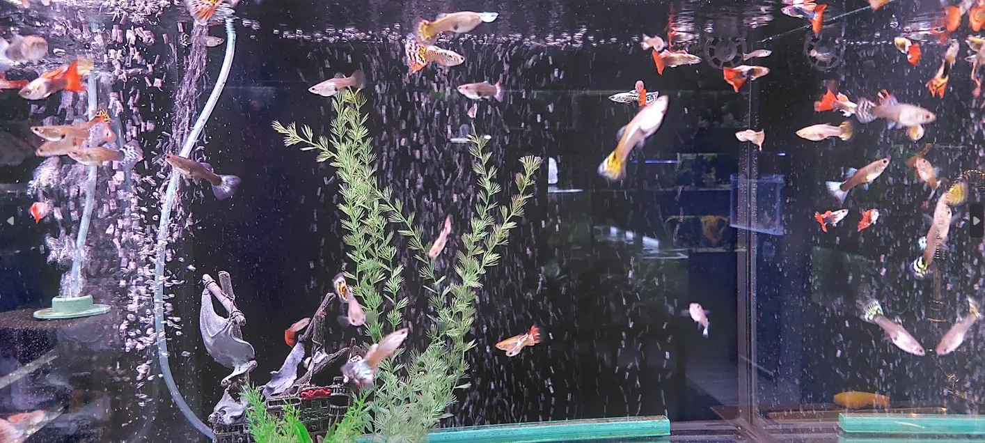 Gupi u akvariju s gustom vegetacijom