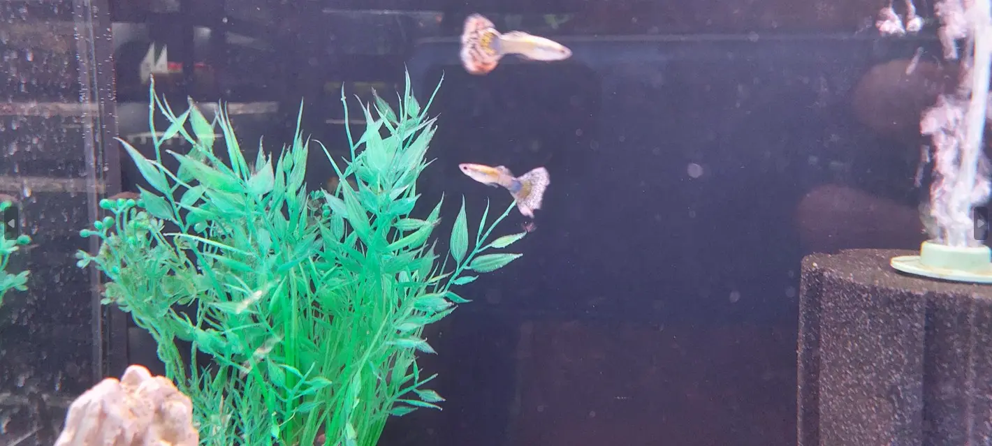 Gupi u akvariju s gustom zelenom vegetacijom