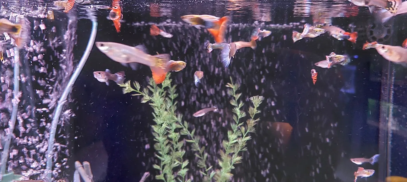 Kolonija miješanih gupija u akvariju s mjehurićima