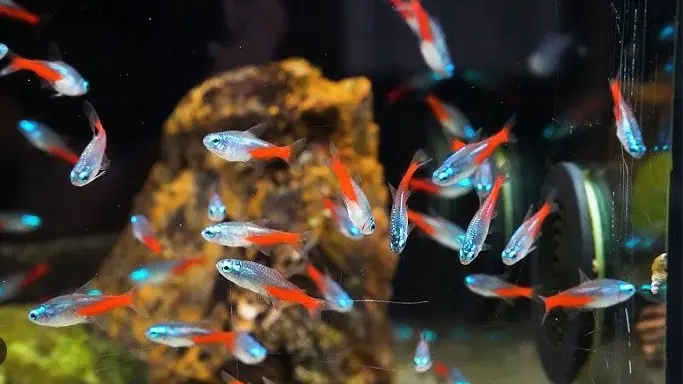 Neonke s narančastim repovima u tamnom akvariju