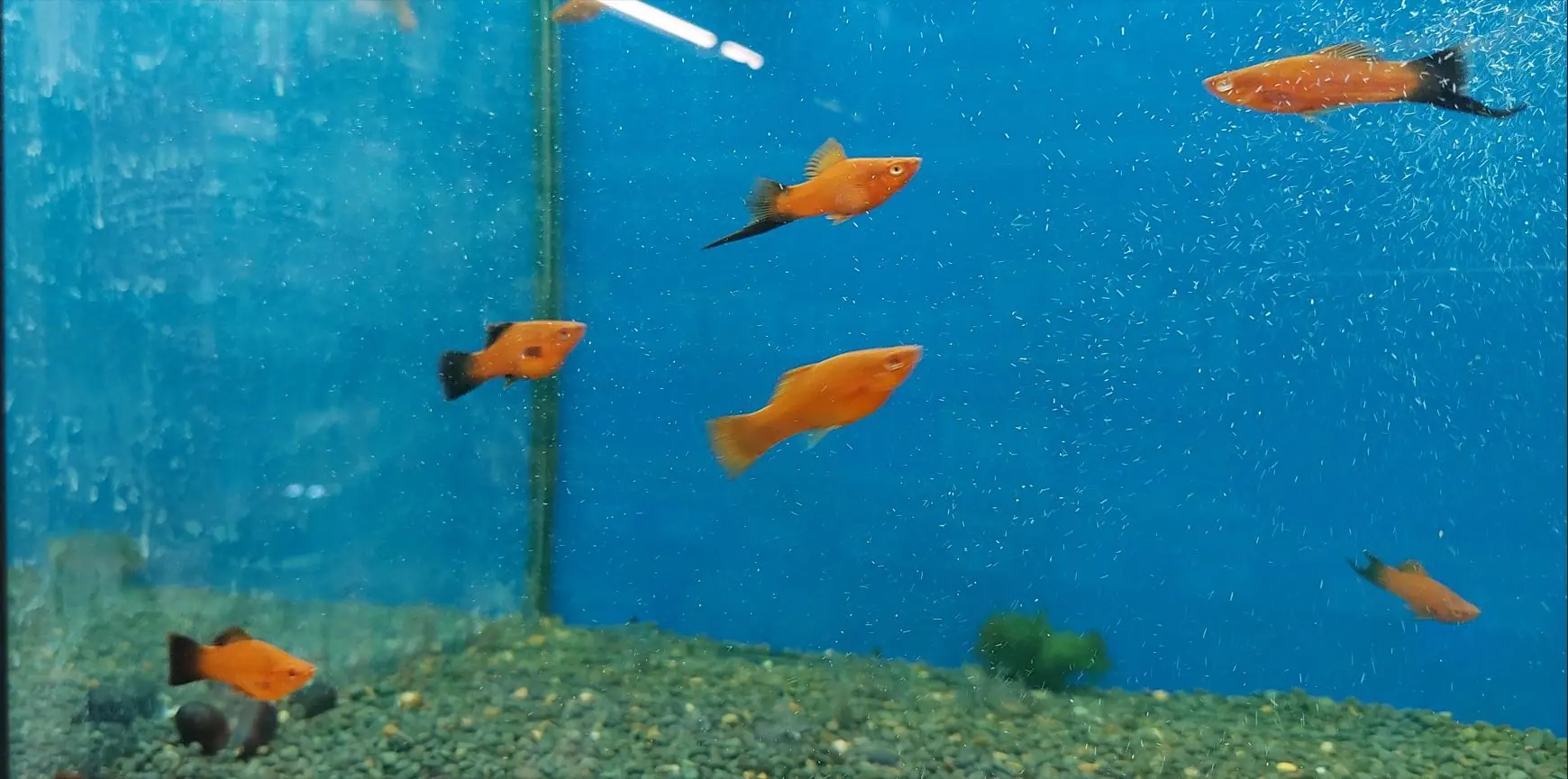 Akvarij s crvenim ukrasnim ribama mačevalkama – Xypho