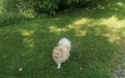 Der Pomeranian Zwergspitz: Ein Miniaturhund mit riesigem Charme
