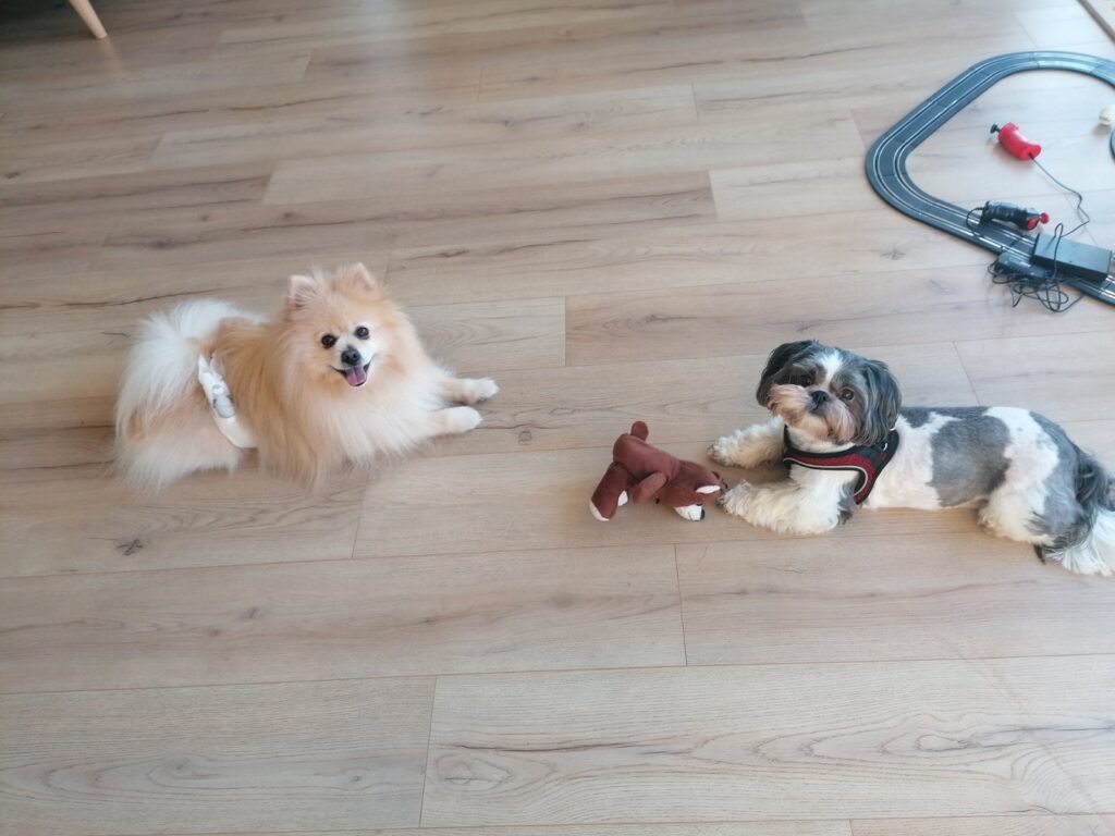 Zwergspitz spielt mit einem anderen Hund